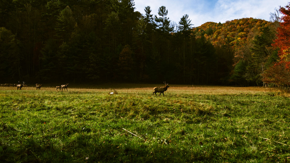 A herd of elk roam across a meadow in fall